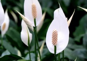 養花推薦