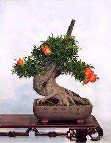 家庭養花排行榜