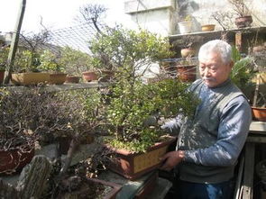 燒木的灰能養花嗎