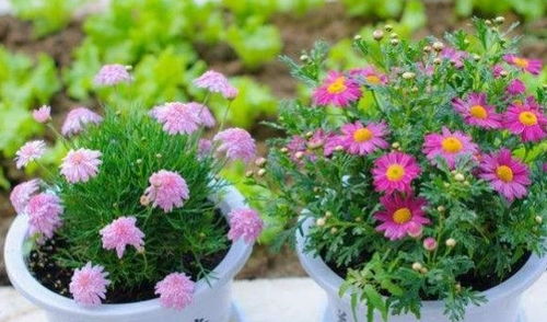 稻谷殼怎么養花