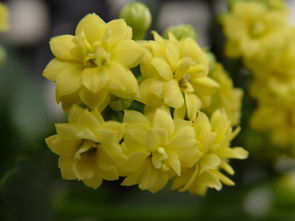 什么植物好養花期又長(cháng)