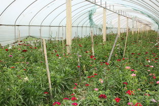 養花大棚用什么材料
