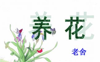 老舍《養花》優(yōu)質(zhì)課