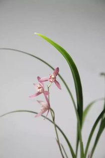 俄國人養花風(fēng)情