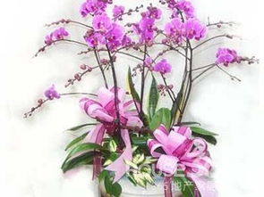 門(mén)口養花風(fēng)水禁忌