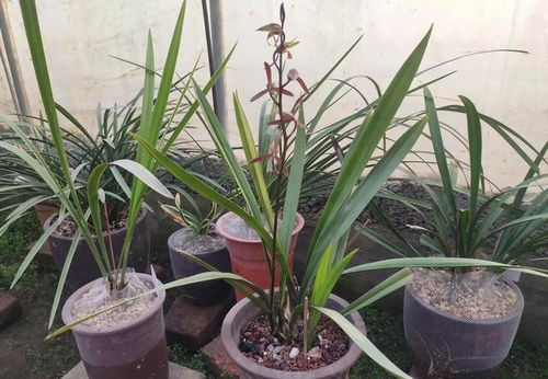 養花澆水記錄