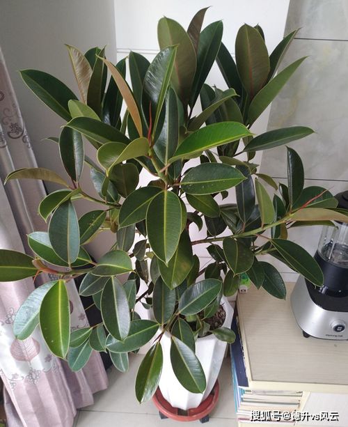 養花直接澆自來(lái)水