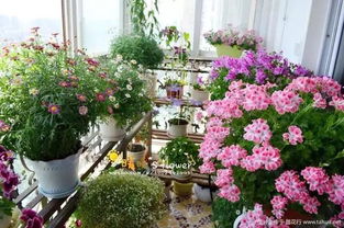 陽(yáng)臺養花墻壁的要求