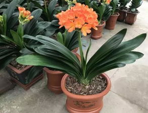 松針土養花水分太大怎么辦