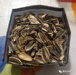生瓜子皮可以養花嗎