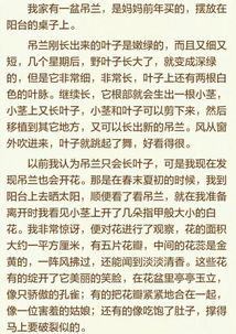 養花趣事作文300字吊蘭