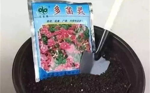 養花能用多菌靈噴灑花卉嗎