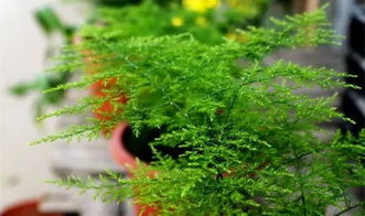 秋季養花木槿