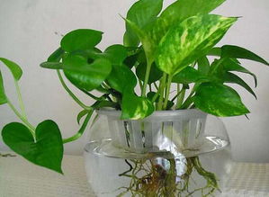 養花的水可以放鹽嗎