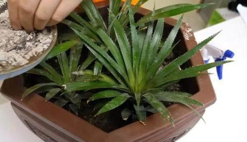 純蚊香灰養花