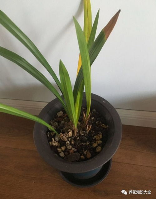 我第一次養花