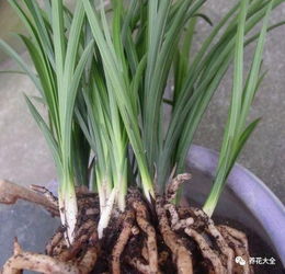 松樹(shù)皮養花好不好