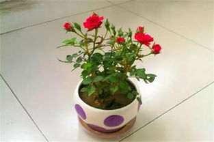 玫瑰鮮花浸水養花