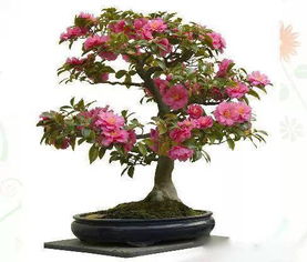 水盂養花