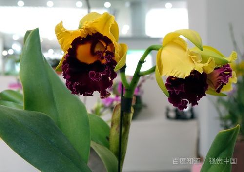 我的養花說(shuō)說(shuō)