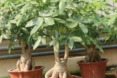 養花多少盆好