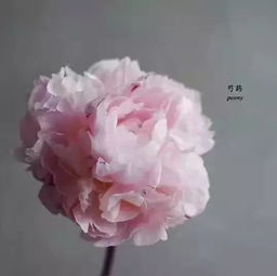 怎樣養花知識芍藥