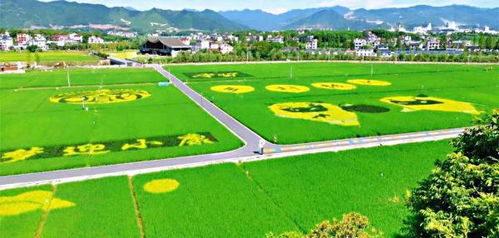 建德大同養花吧