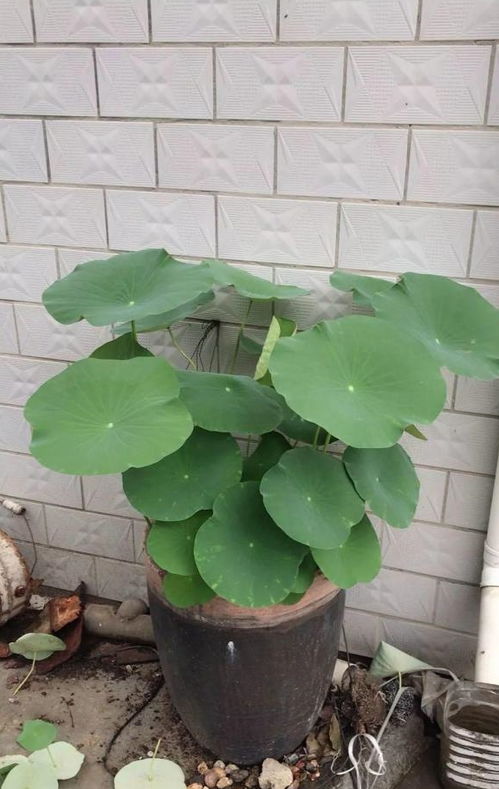 夢(mèng)見(jiàn)自己在大缸里養花