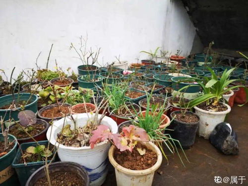 家里養花如何殺蟲(chóng)