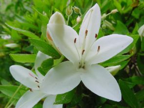 小學(xué)六級老舍的養(yǎng)花教學(xué)