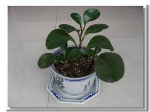 賣(mài)花的養花過(guò)程