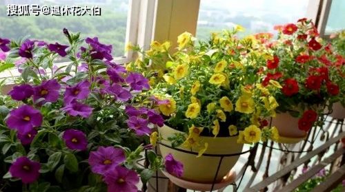二級寫(xiě)養花種草