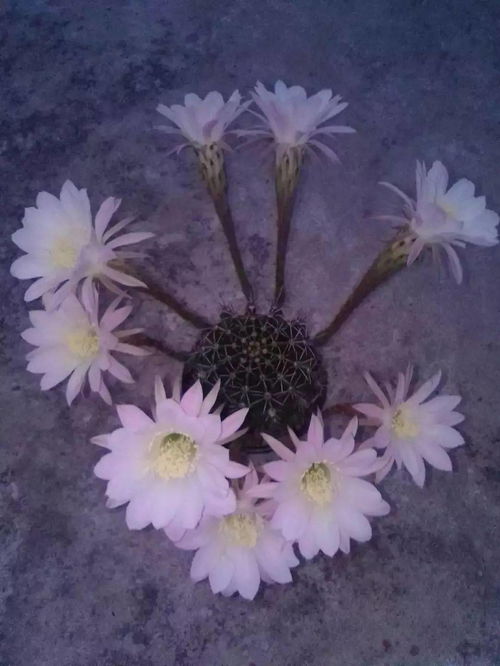 小蘇打養花的好處