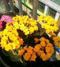養花將小齊養長(cháng)壽花