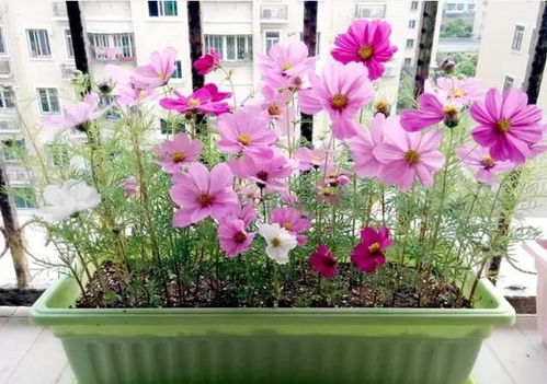 筐子怎么養花