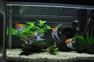 風(fēng)水大師魚缸養(yǎng)花草好嗎