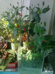 大魚(yú)缸改造養花
