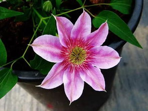 如果花盆又高又深怎么養花