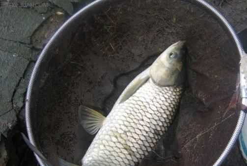 釣草魚(yú)是釣底還是釣浮比較好