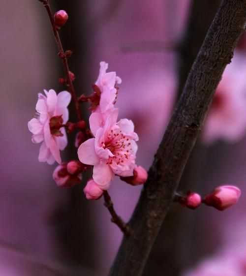 百花爭艷,花紅柳綠,春色滿(mǎn)園描寫(xiě)什么季節