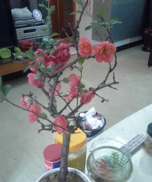 海棠花怎么養存活高