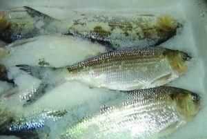 凍魚凍肉營養(yǎng)會(huì)流失嗎