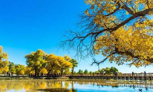 額濟(jì)納旗胡楊林在哪里額濟(jì)納旗旅游景點的賓館貴多少錢