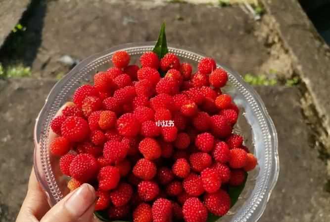 覆盆子摘下來(lái)能保存多久
