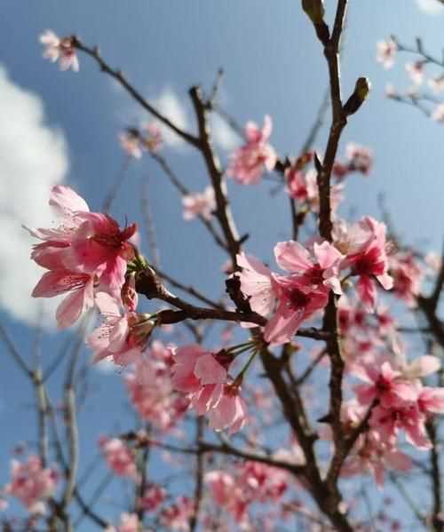 春暖花開群芳吐艷的日子祝福語