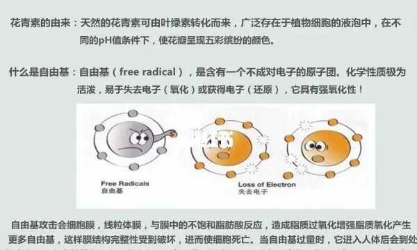 紅心火龍果的花青素在細(xì)胞的哪里