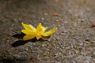 明日黃花典故
