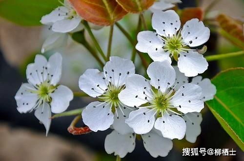 江城子密州出獵運用典故的句子是,江城子密州出獵運用典故的是哪一句,江城子密州出獵運用典故的作用