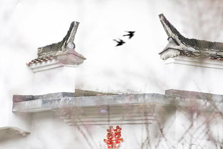 比翼雙飛典故