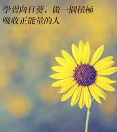 網(wǎng)絡(luò )詞語(yǔ)句子(正能量)